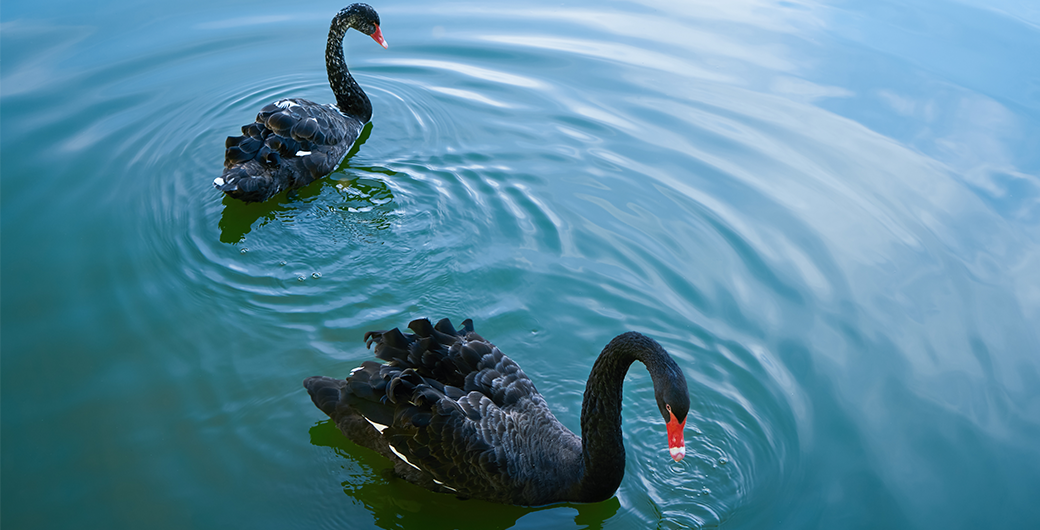 Black swans in lake.